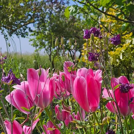 Duene 1 Apartment Norden